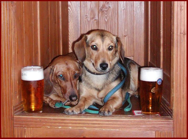 Foto: Jedno a jdem-Aký pán - taký pes