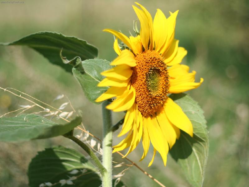 Foto: krasavice-jedna z posledních slunečnic na poli
