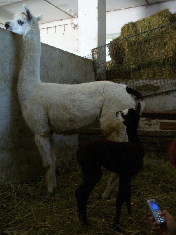 Foto: Lama Krotká-Lamátko poly u maminky Vicky