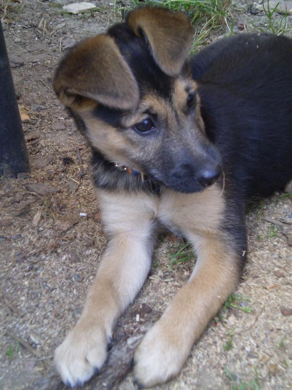 Foto: Rasty-Jednou ze mě vyroste krásná psí slečna!!!