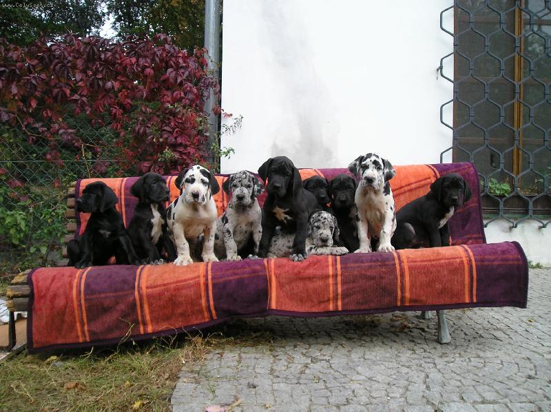 Foto: Hádejte , kolik nás tu je...? No 10 dogoušků-Víc, už se nás sem opravdu nevešlo