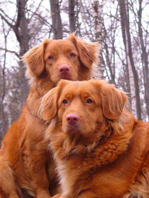 Foto: tolleři v lese