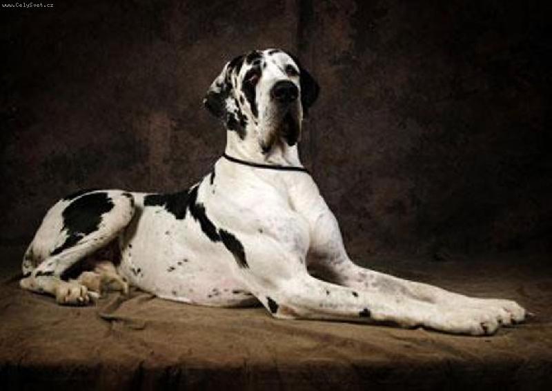 Foto: Bonaparte Regia Uttis-tak vydržel ležet asi 5 vteřin, ale vyšlo to