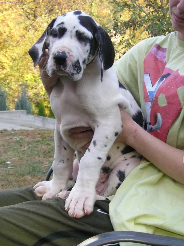 Foto: Baronesa Silva Tarok-Věk 8 týdnů