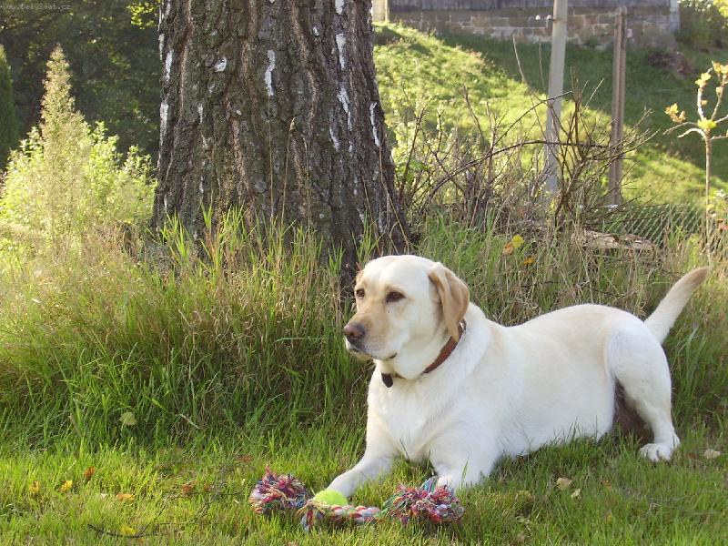 Foto: Důležité hračky