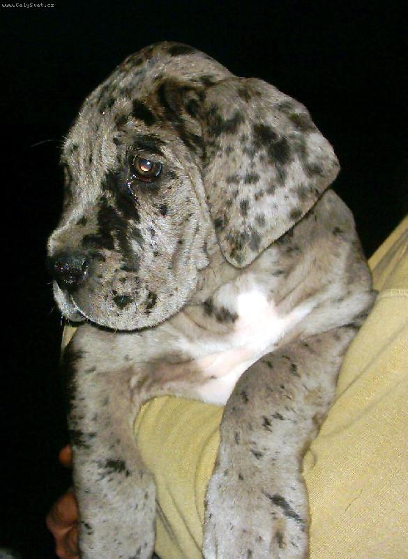 Foto: Baxi-Šedý tygr 7týdnů