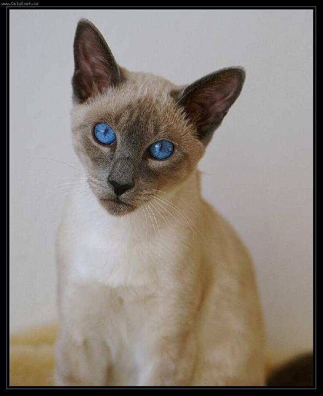 Foto: ... já jsem tak smutnej kocourek...-...samozřejmě to jen hraje...