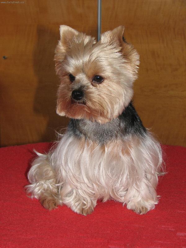 Foto: Elizabetka-Líbím se Vám?