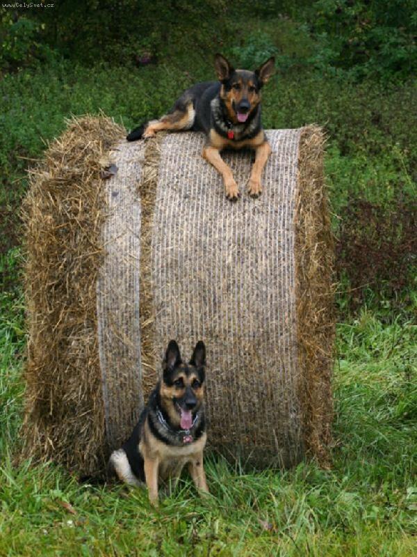 Foto: Bonita a Tesák-ňová brigáda