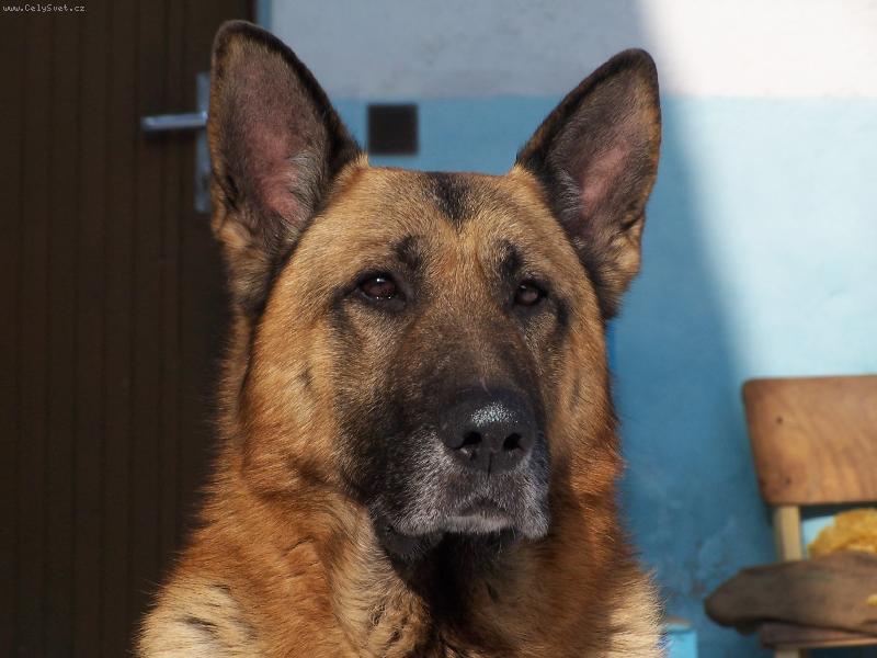 Foto: Sluší mi to?-Maximálně soustředěný pes