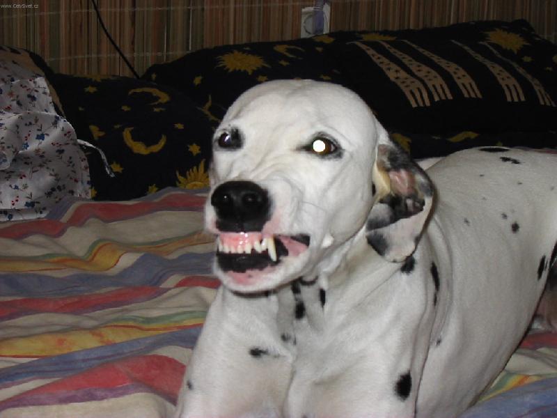 Foto: Radost-smíšek