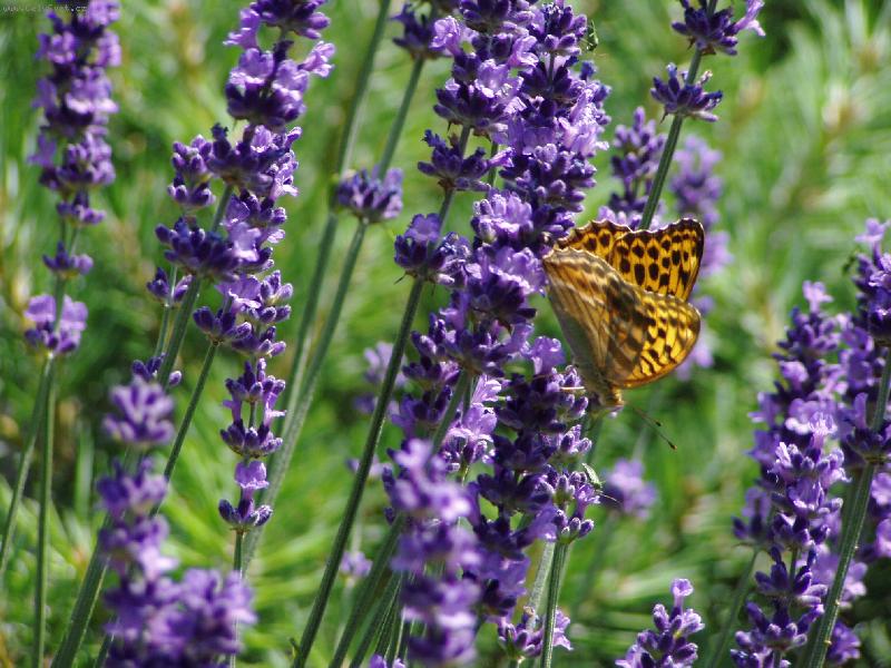 Foto: S motýlkem-Levandule