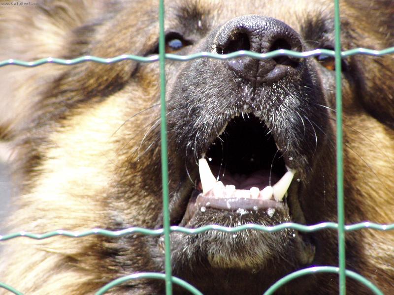 Foto: Tak tudy asi neprolezu.-Don.