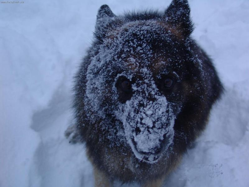 Foto: Už by mohlo přestat sněžit.-Nick