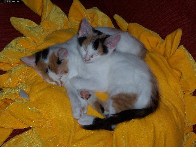 Foto: Dorotka a Am�lka