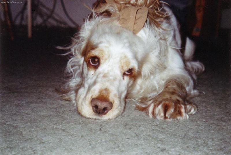 Foto: Sárinka-No, nejsem roztomilá:-)