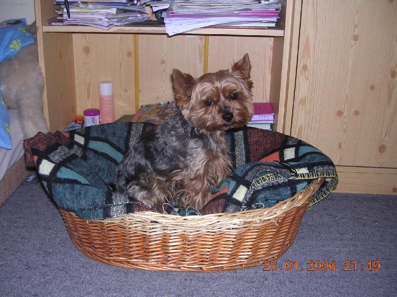 Foto: Jsem pohodář a flegmatik.-Jmenuji se Chip a je mi 5 let.