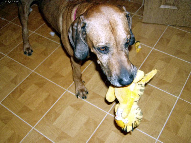 Foto: Arwin ničí Garfielda