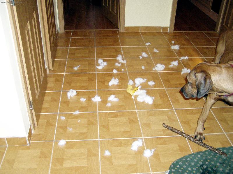 Foto: Garfield už to má za sebou