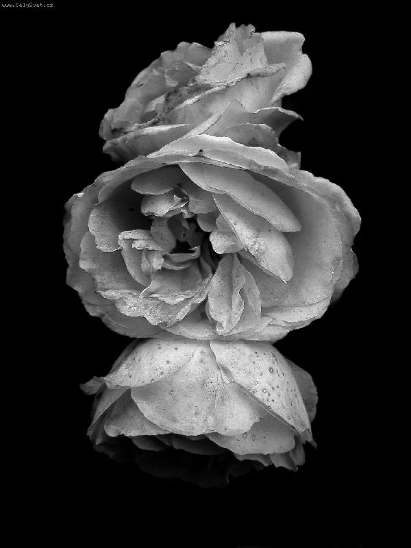 Foto: Na vrcholu slávy