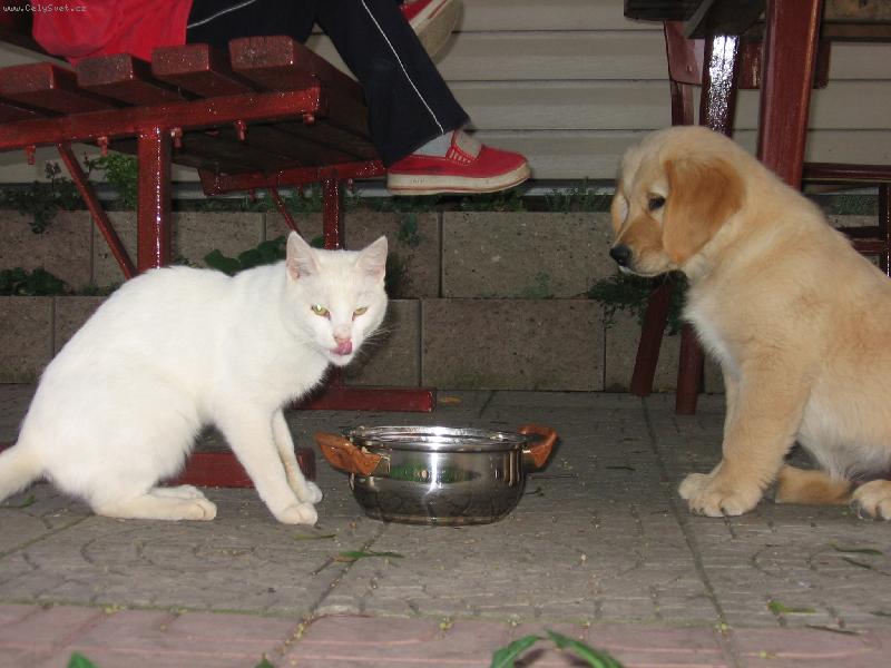 Foto: hromadná večeře-pes s kočkou se ne vždy rvou!
