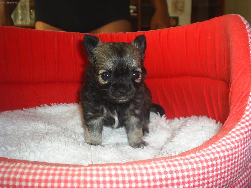 Foto: Démon-Pelíšek