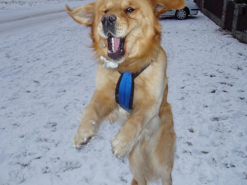 Foto: Retrívr nebo Čau Čau