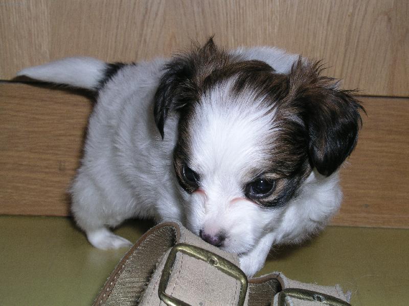 Foto: Myslím, že tě nesežeru!-Papillon Estrelle Royal Senden-Ay