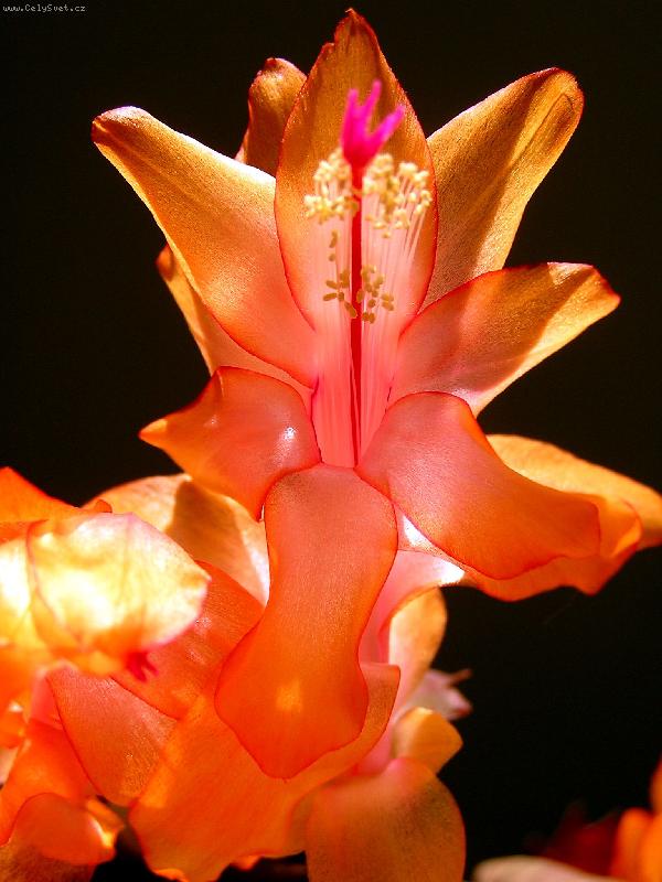 Foto: Vánoční kaktus