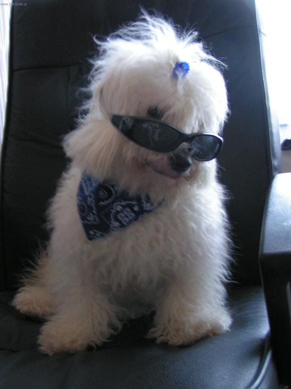 Foto: Bond007-Takhle náš Maxík vždy balí fenky