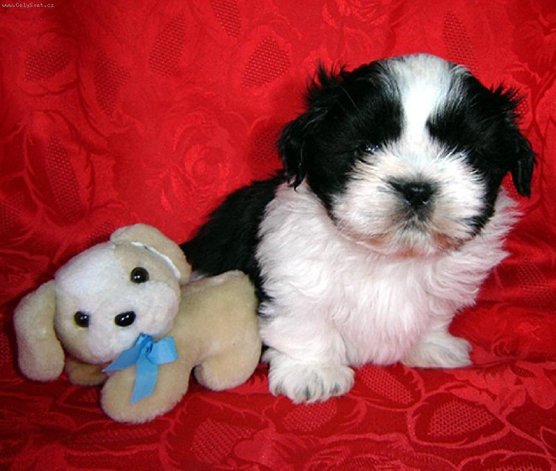 Foto: Chacky-Můj mišáček