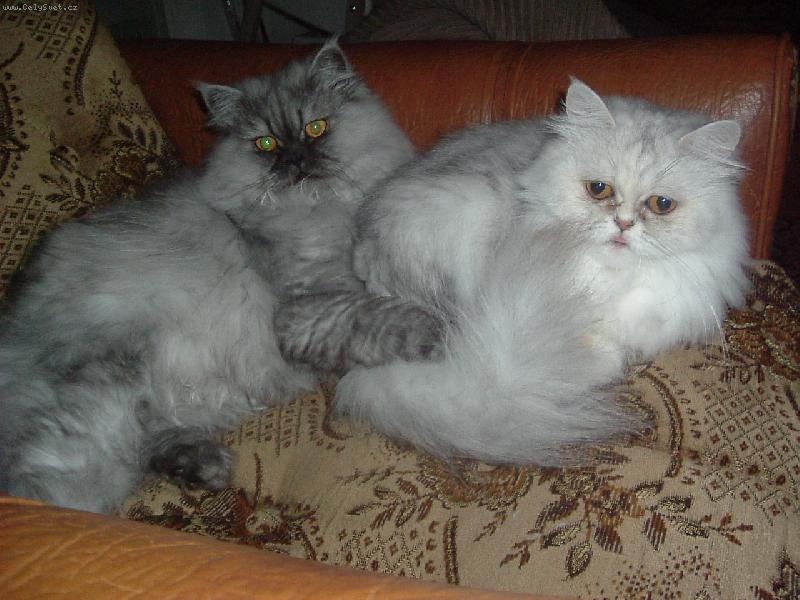 Foto: Naši mazlíčci-Moje číča,nedám ji nikomuuuuu :)