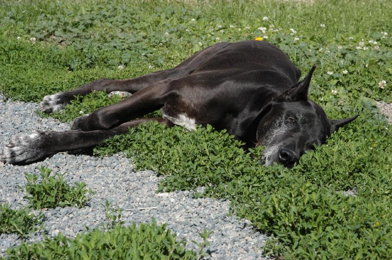 Foto: Nechte mě spát ...-Beneček - 12tiletý asi dogoušek :o)