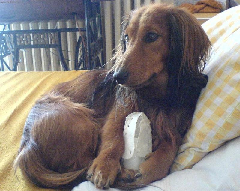 Foto: mazlíček Beníček-mám rád pohodlí