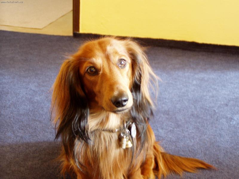 Foto: mazlíček Beníček-já nic,já muzikant