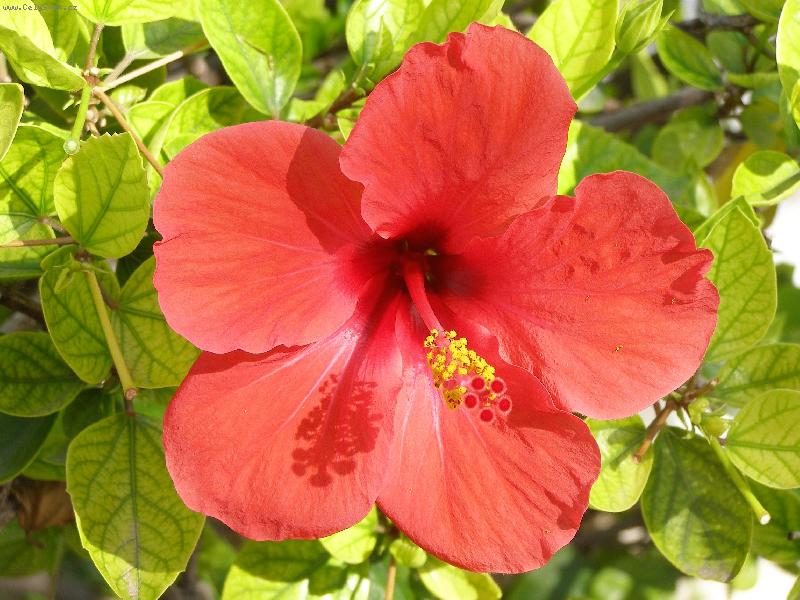 Foto: Ibišek-z Djerby