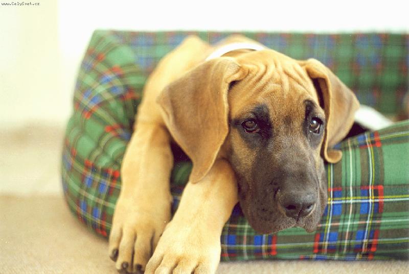 Foto: Vikinka-... náš malý šibal v pelíšku