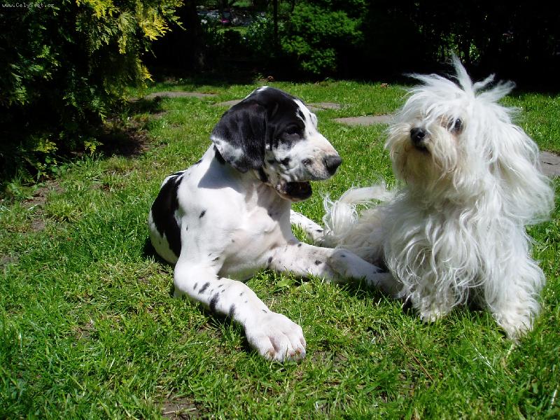 Foto: Nerozlučná dvojka