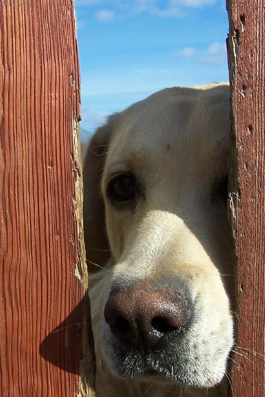 Foto: Verončiny smutné oči
