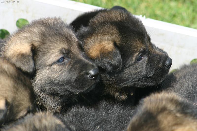 Foto: chytré hlavičky-štěňata ovčáka v přepravce