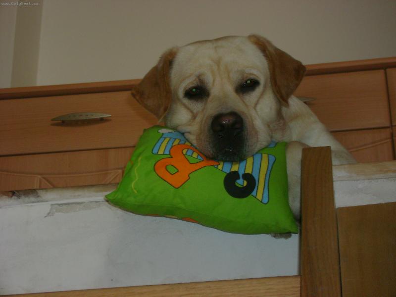 Foto: To čekani mě unavuje....