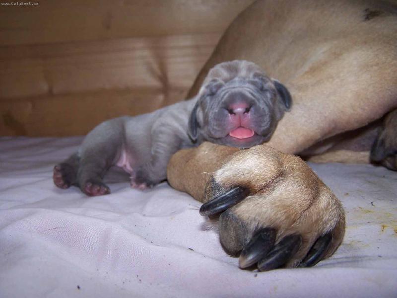 Foto: Mateřská tlapa