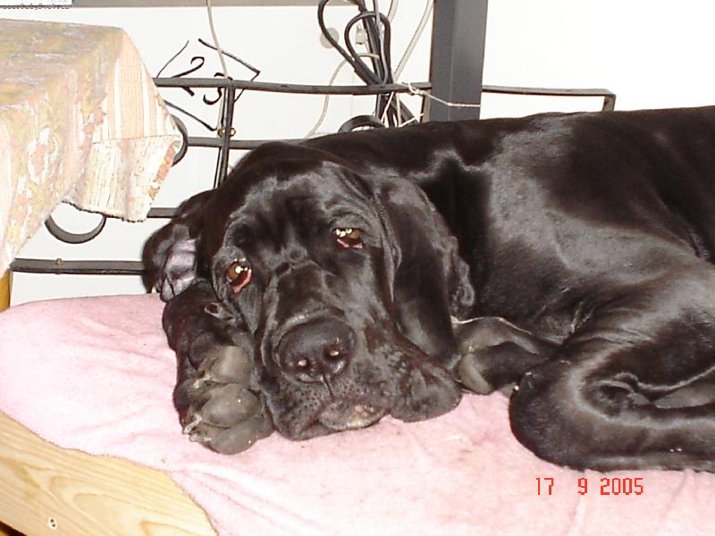 Foto: Není nad pohodlí - když holt není polštářek.......