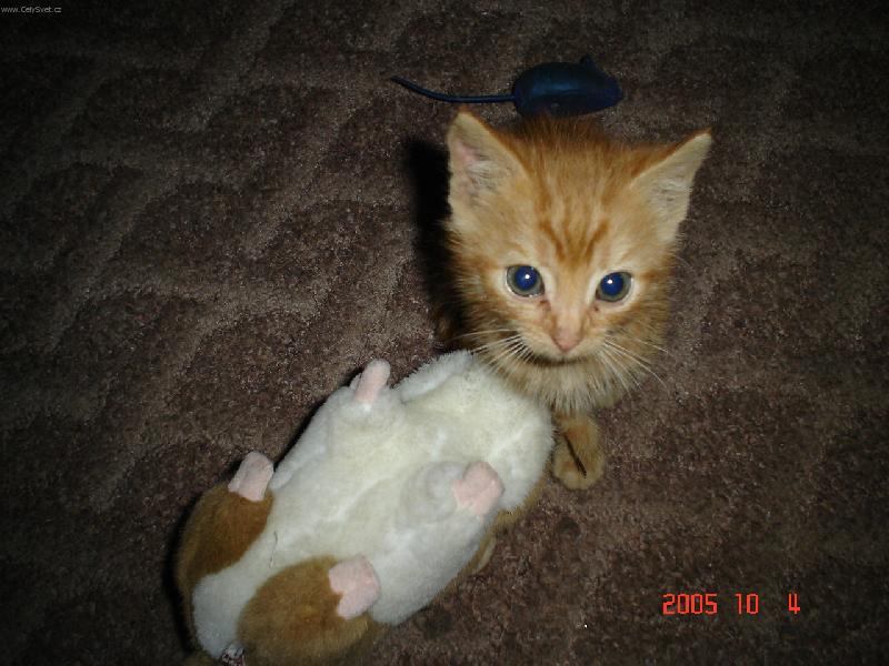 Foto: malý Honzík-Hurá přeci jenom jsem ho přepral!!!!