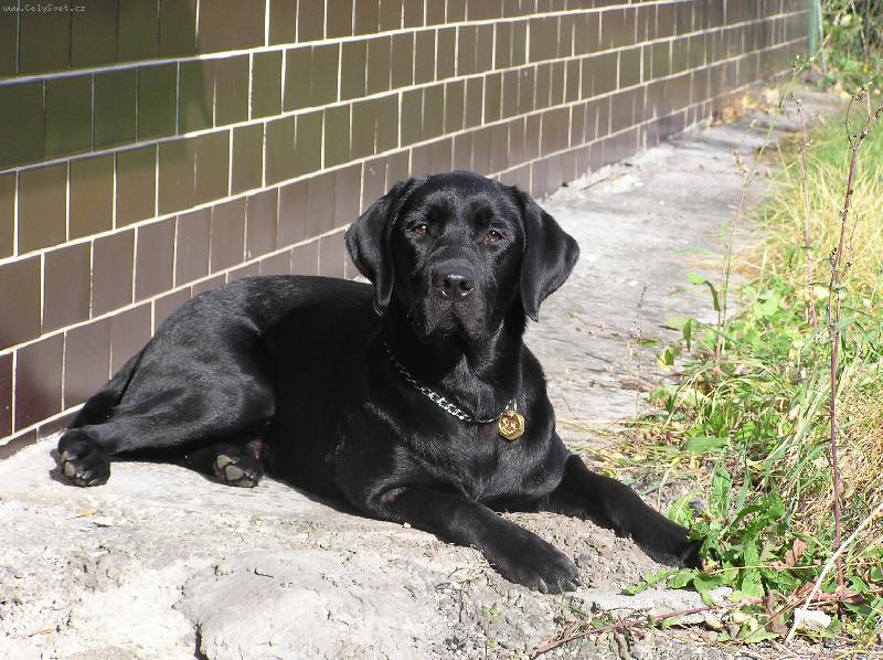 Foto: Kdopak me to foti???-Nessie pozuje pri poslednich teplych paprscich slunicka letosniho roku.