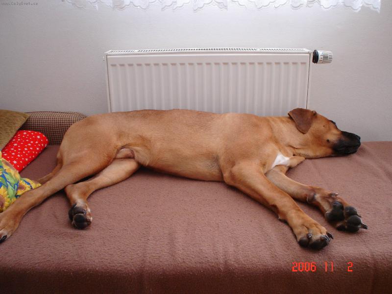 Foto: štěňátko spí