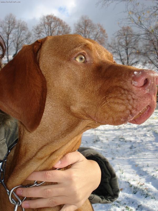 Foto: alexuv prvni snih