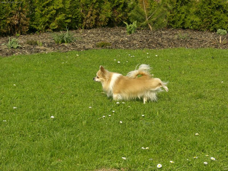 Foto: Amigo náš miláček