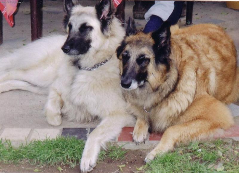 Foto: Belgický ovčák-Tervueren a Bílá Gris-Máma s dcerou