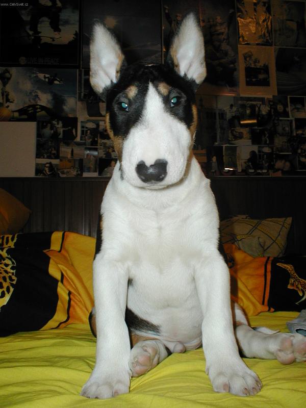 Foto: Marley-Frája Marlík v peřinách